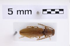 Foto (Dorsalansicht) von Athous abkhazianus (Platia & Nemeth, 2011) (NHMW-ZOO-COL-0007809)